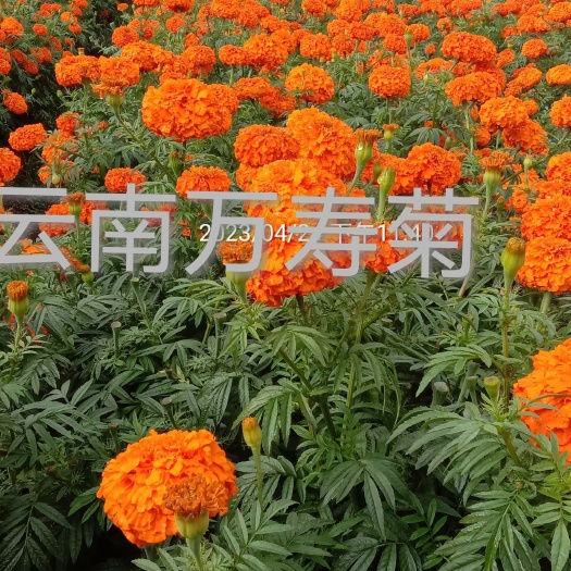 文山万寿菊