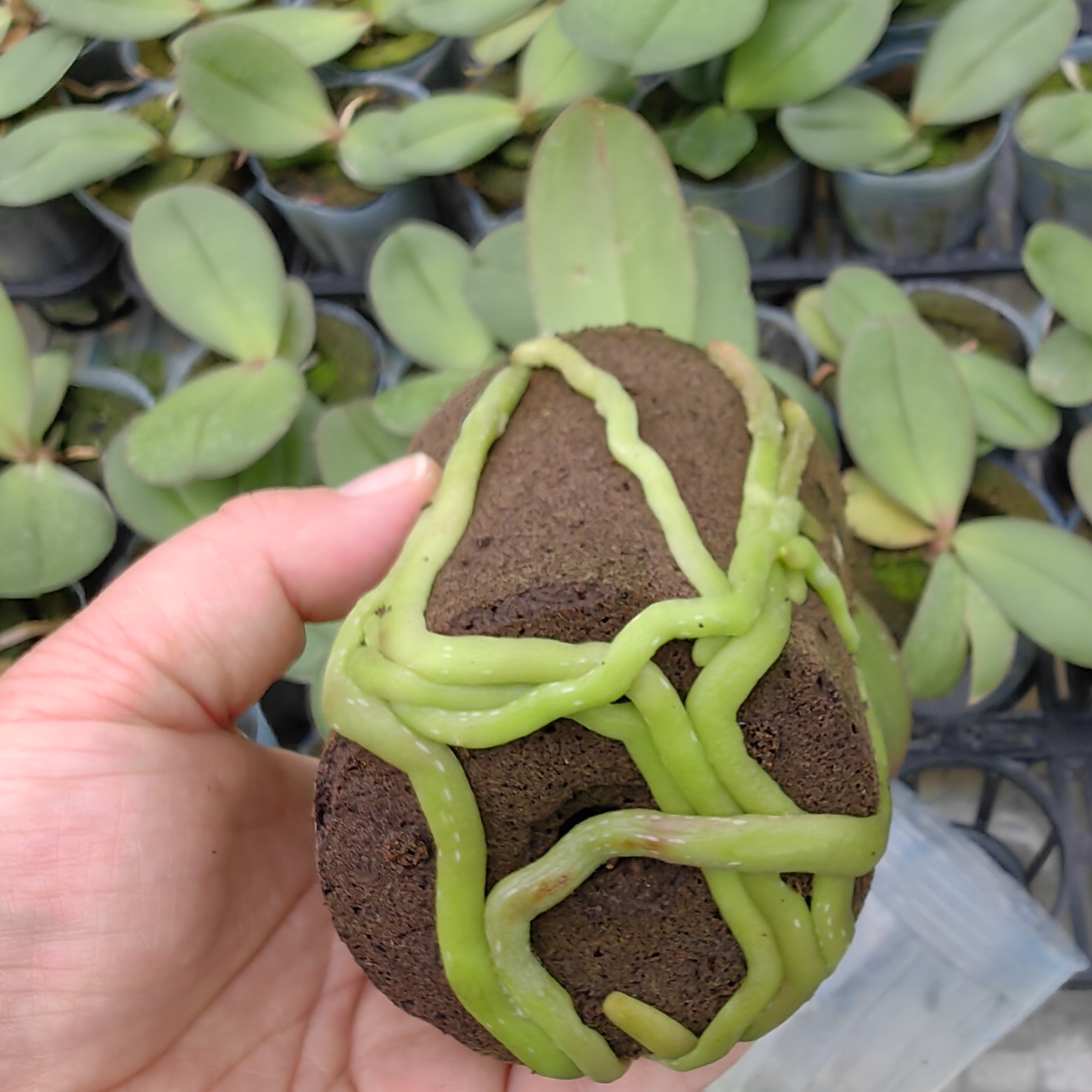 杭州蝴蝶兰苗，自主研发基质水肥，根系发达好管理，性价比高