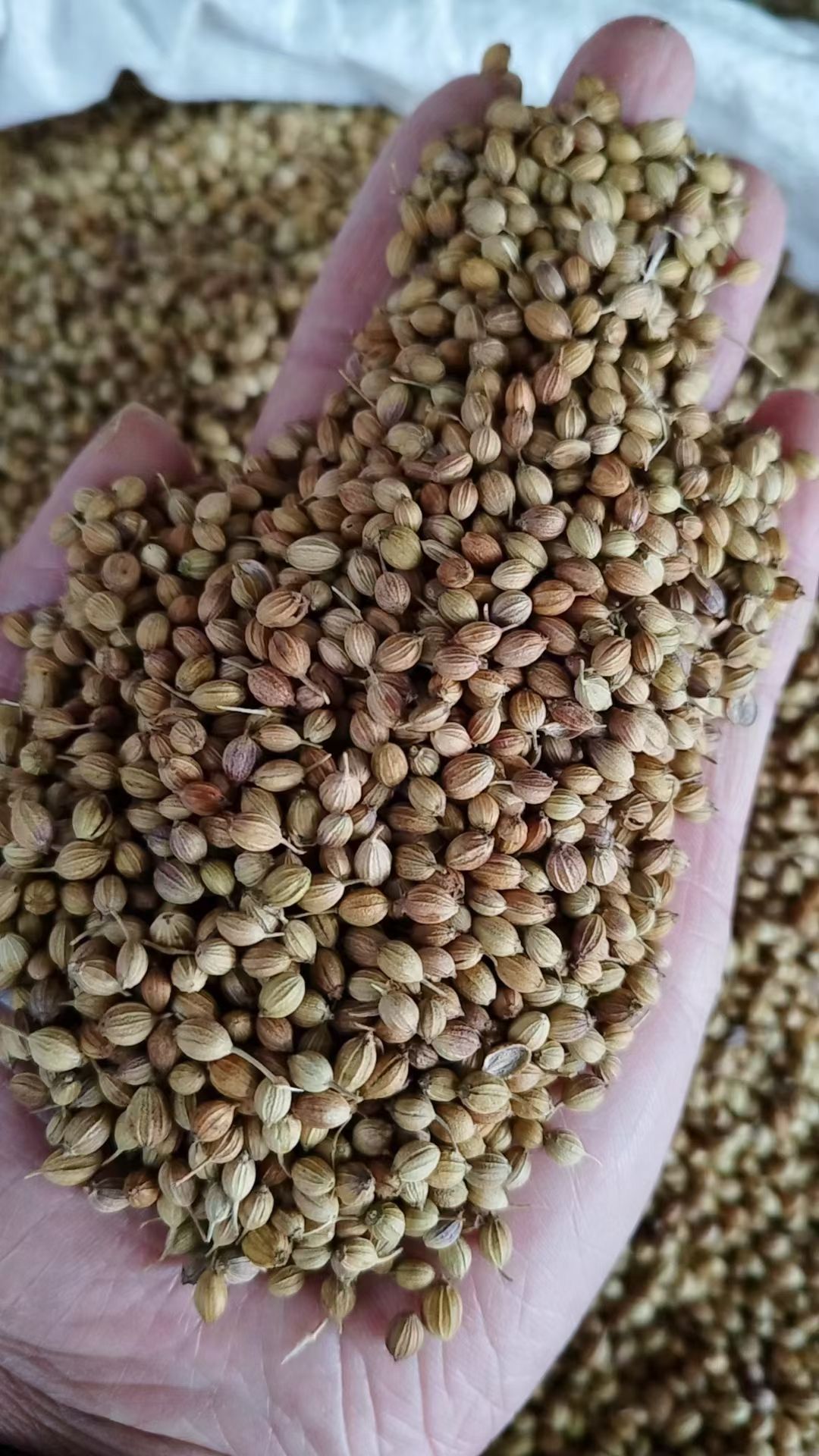 印度香菜籽  芫荽籽 大颗粒 1斤起批发价 欢迎咨询对比
