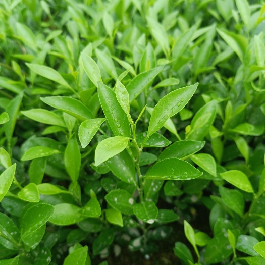 阳朔县酸柑小苗
