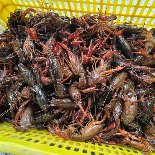 鱼台县微山湖清水小龙虾