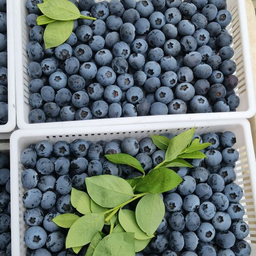 莒县山东新鲜蓝莓大量上市品种多，规格齐全，货源充足，支持全国代发