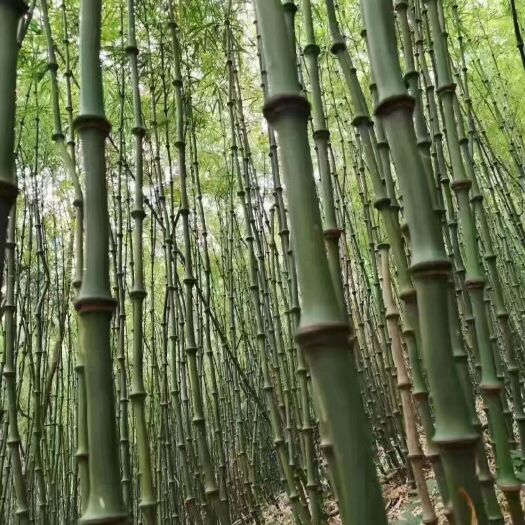 雅安筇竹