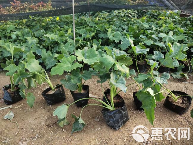 批发春羽杯苗 福建春羽袋苗  庭院喜阴植物 规格齐全