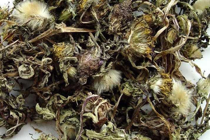 正宁县蒲公英