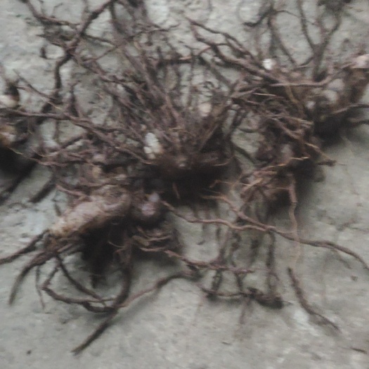 筠连县紫花三叉小白芨紫花三叉小白芨