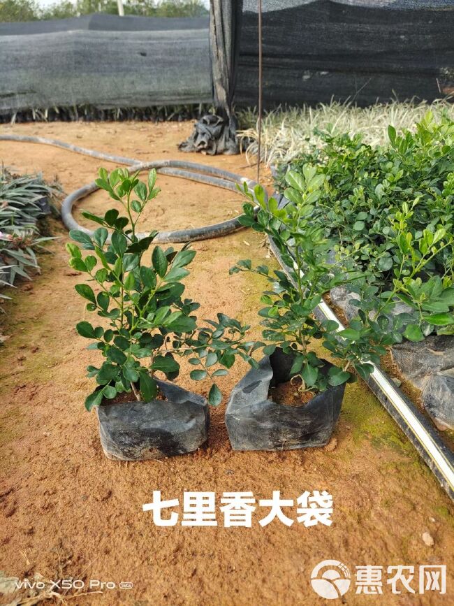 基地批发九里香 七里香杯苗 常绿庭院园林绿化花草 多种规格