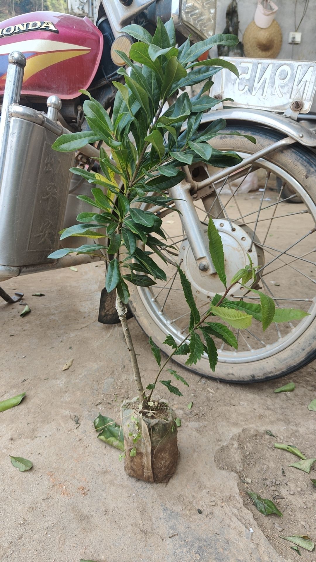 东魁杨梅