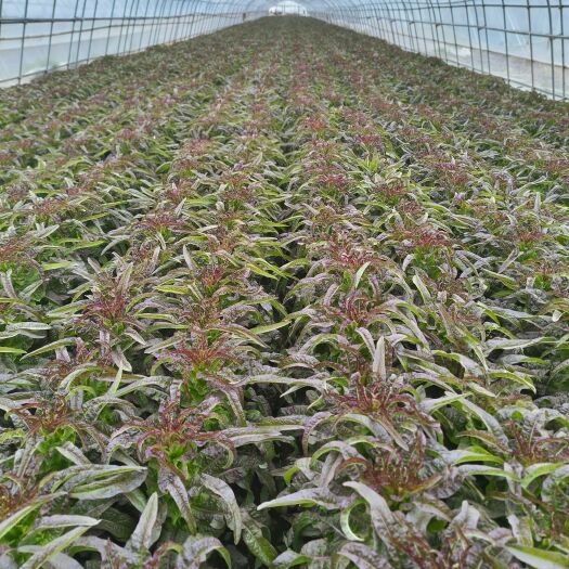 兰州精品莴笋大量上市。需要的老板。随时随地看货