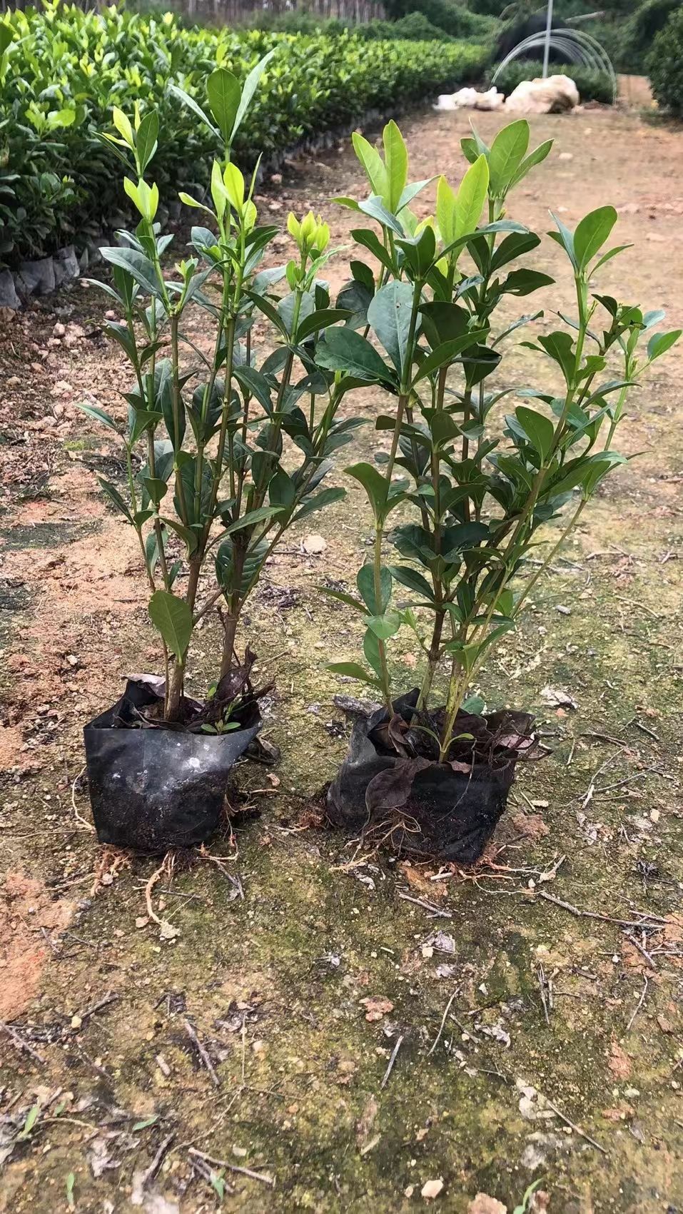 基地直供大栀子花苗 大叶栀子花苗木  庭院道路观花植物