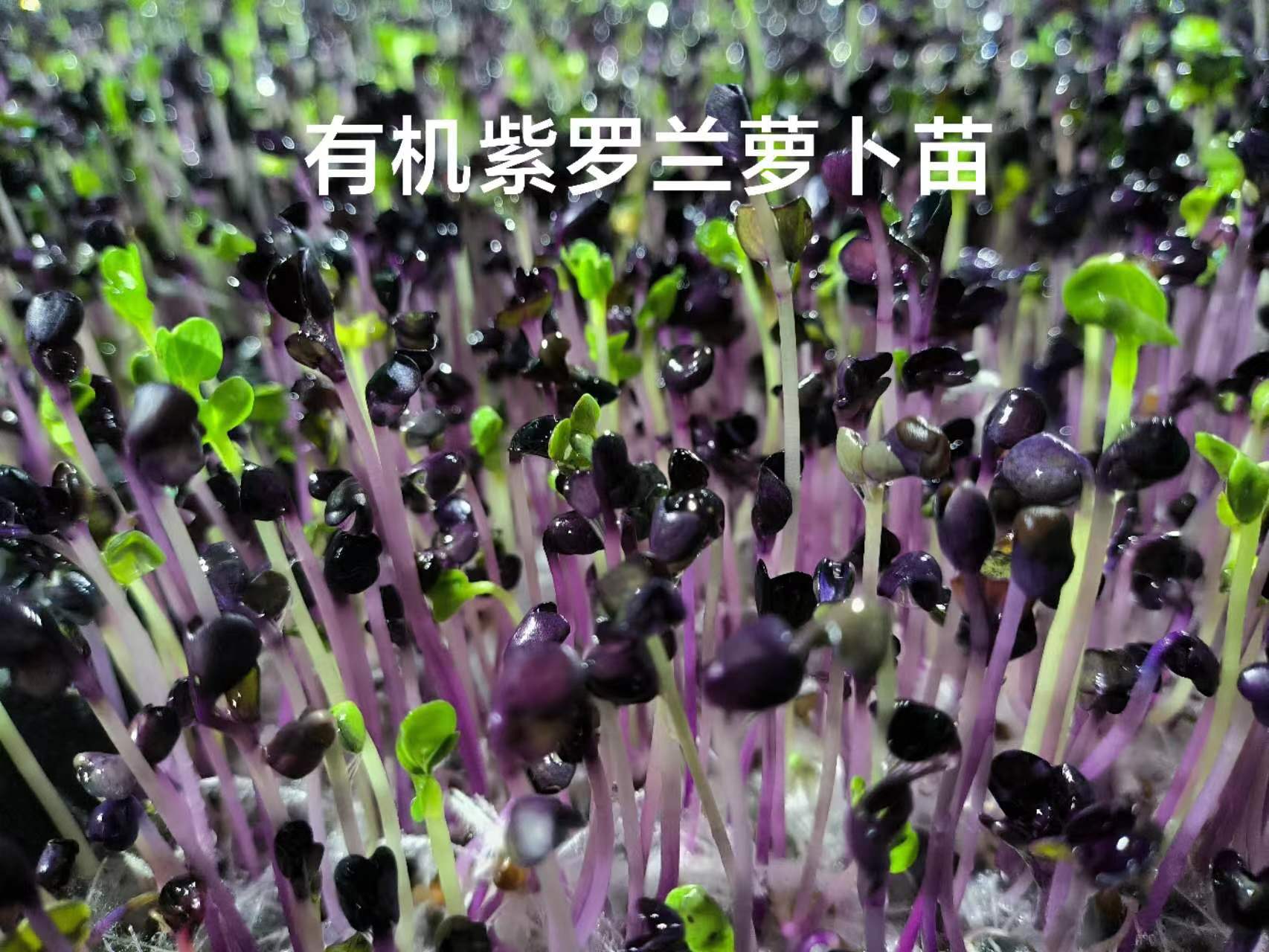 黎里菜之初芽苗菜培植銷售中心