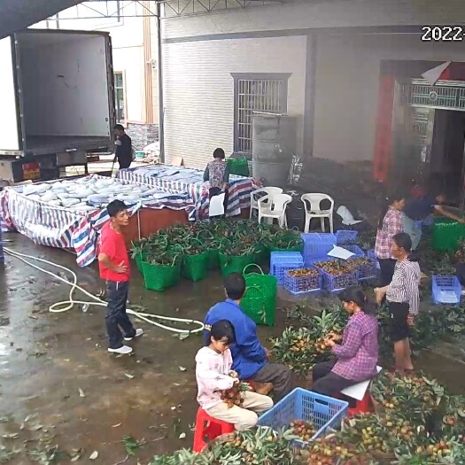 廉江市广东廉江荔枝、桂荔屯荔枝，妃子笑在5月下旬上市，日摘20万斤