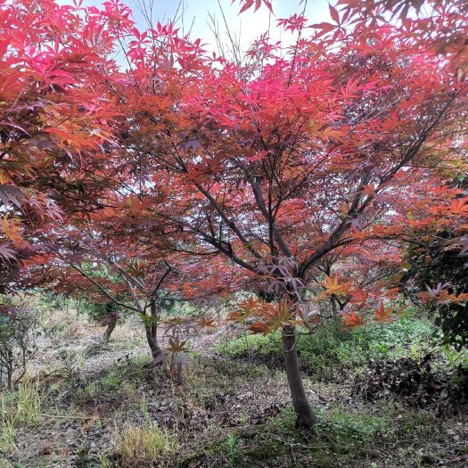 浏阳市红枫