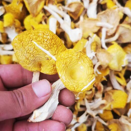 扎兰屯市鸡油菌