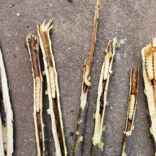 鄱阳县斗米虫带树杆 云实树杆斗米虫 斗米虫鲜虫 斗米虫枝条