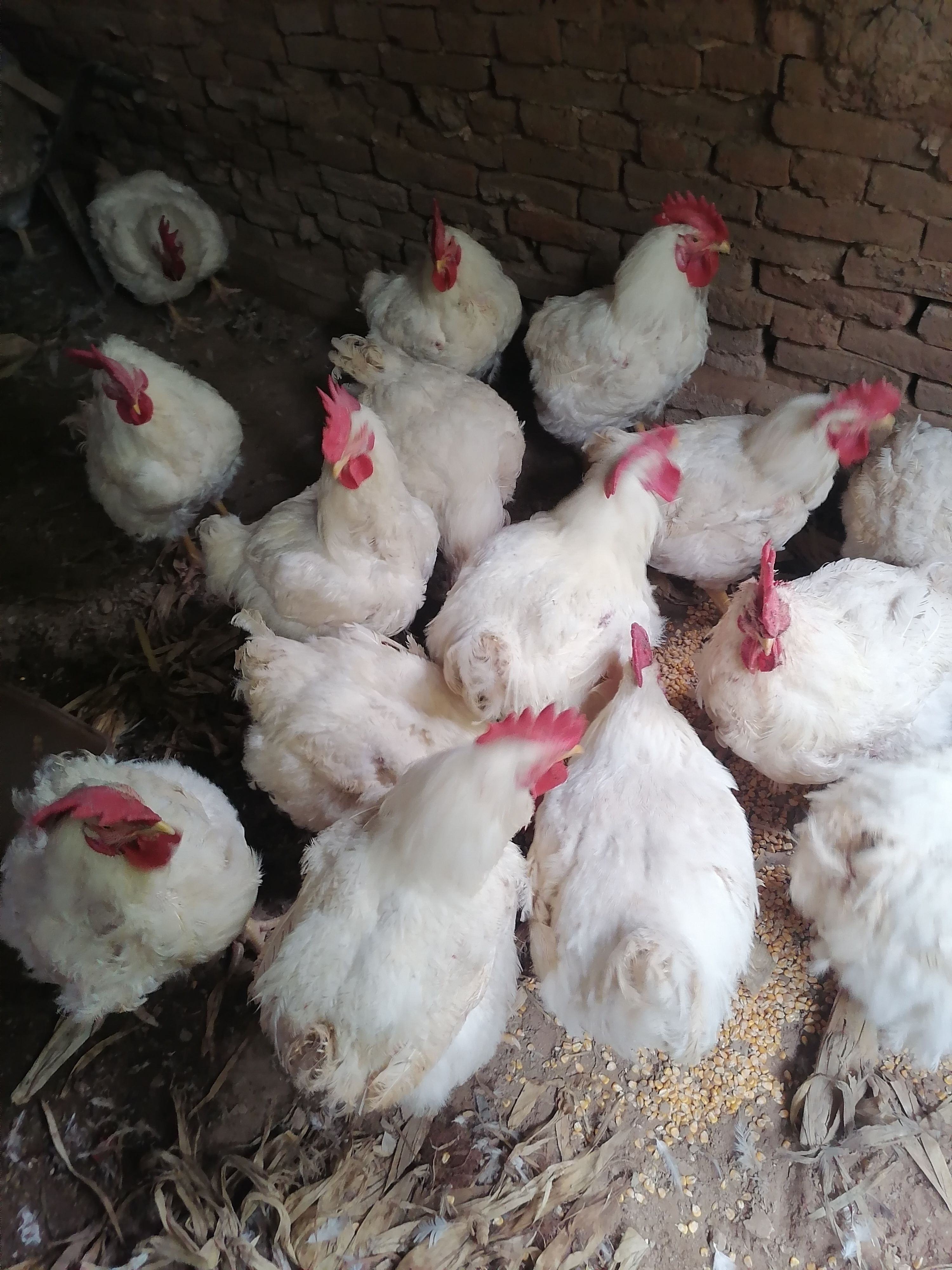 聊城常年供应农户散养老公鸡，圈养公鸡，黄油老母鸡。