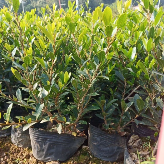 绿化苗木 中华蚊母小苗 小叶蚊母杯苗 规格齐全