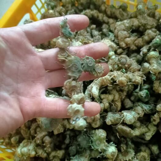 南宁姜型黄精