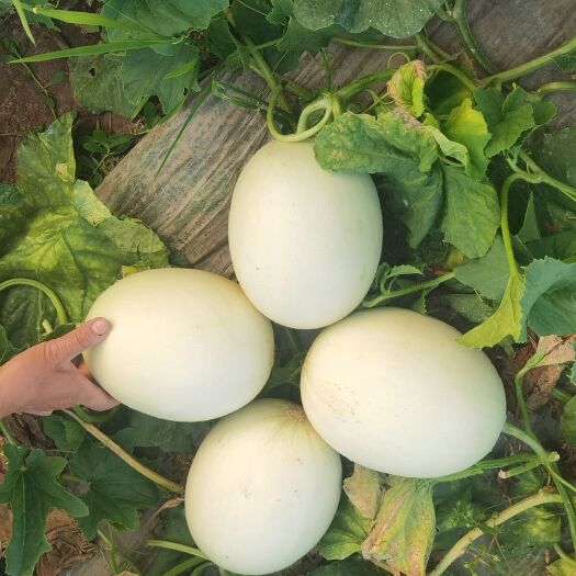 上海玉菇甜瓜。软糯香甜。甜度高，码相好