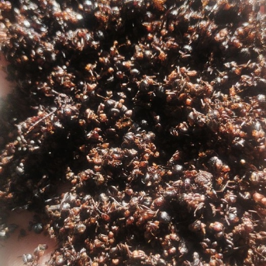牙克石市蚂蚁，
