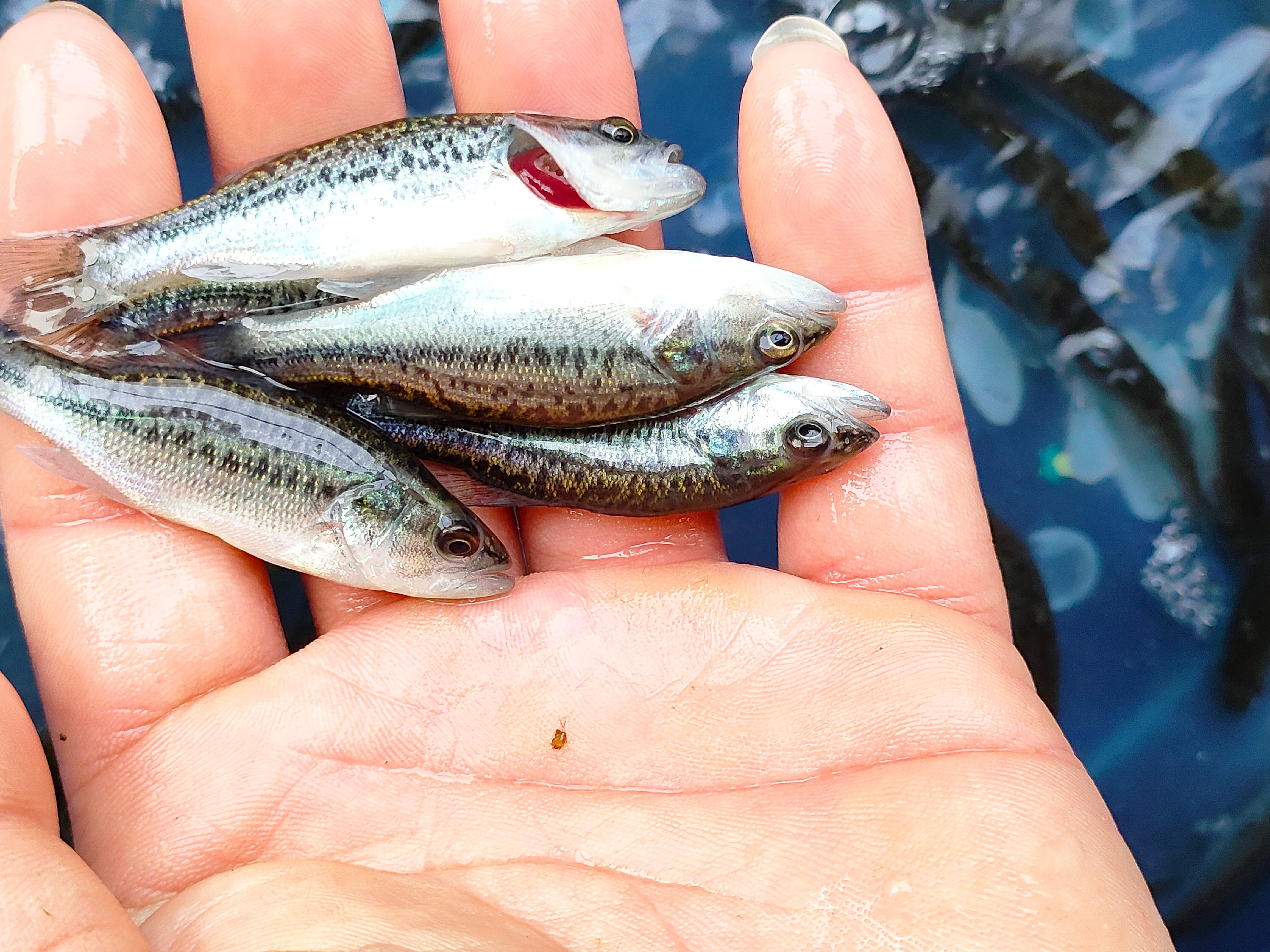 優(yōu)鱸三號(hào)【加州鱸魚苗】馴化吃料苗 大口黑鱸路亞魚苗 鱸魚苗