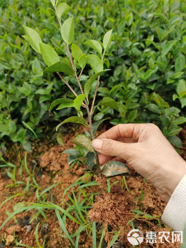 茶梅苗茶梅球绿化工程苗地被苗湖南苗木基地大量供应价格实惠