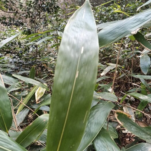 炎陵县箬竹苗