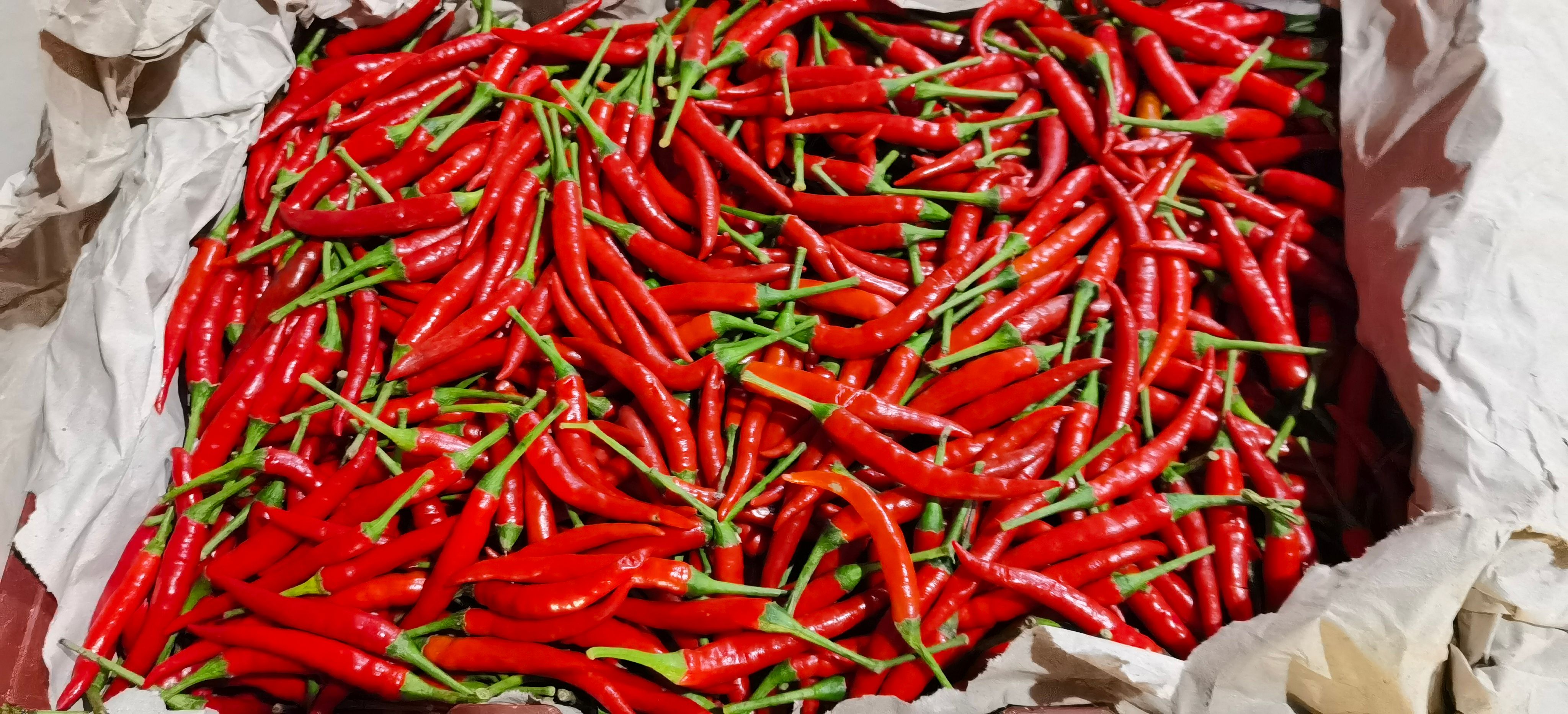 小米椒  缅甸小米椒 小米辣 大量有货 整车发货