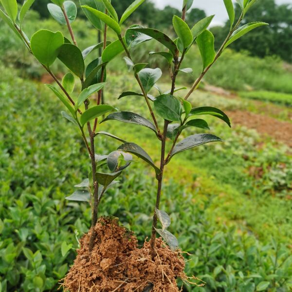 茶梅苗茶梅球绿化工程苗地被苗湖南苗木基地大量供应价格实惠