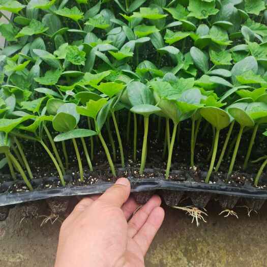 博罗县耐热，长势强抗性好，瓜头瓜尾均匀，棱沟浅，肉质紧实口感脆甜