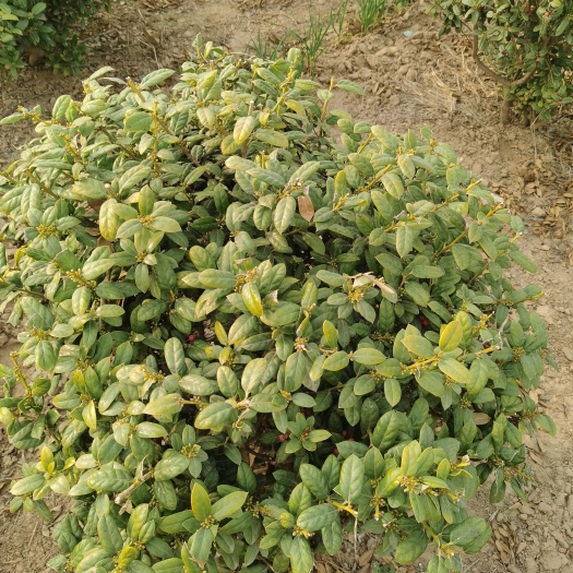 扶沟县无刺枸骨