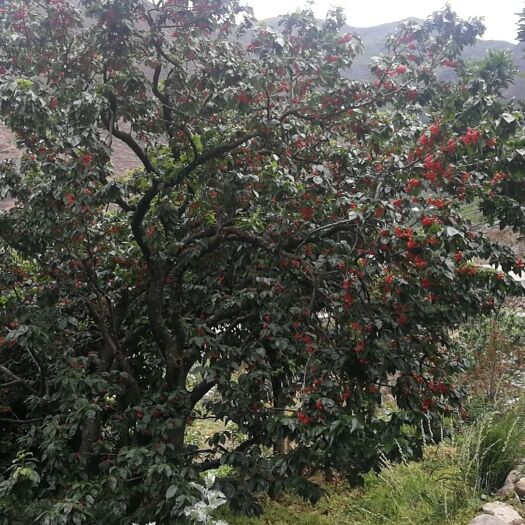 泸定县泸定樱桃