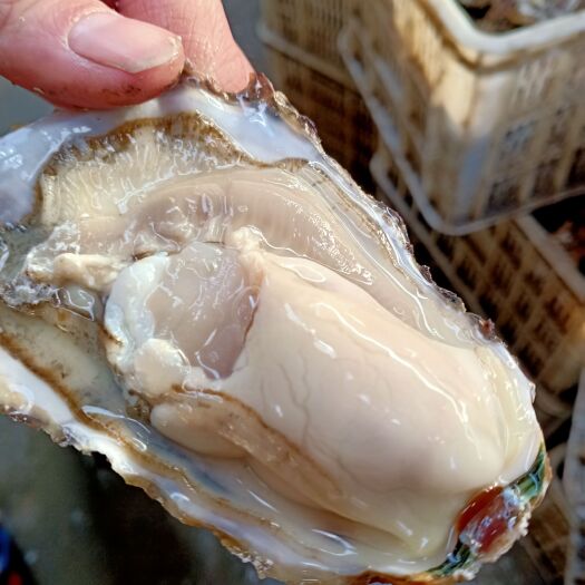 乳山市乳山生蚝  北纬38度 舌尖上的美味