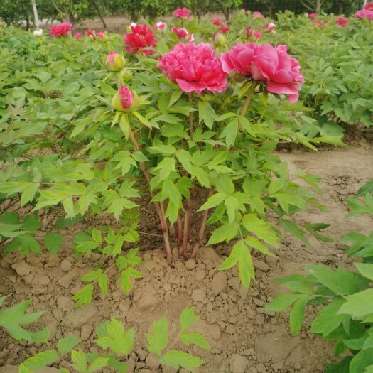 菏泽花王