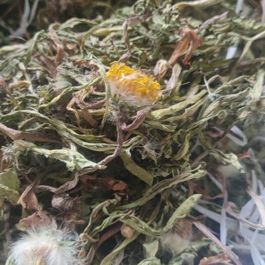 万荣县蒲公英