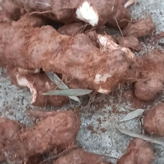 连南县广东新鲜白肉土茯苓