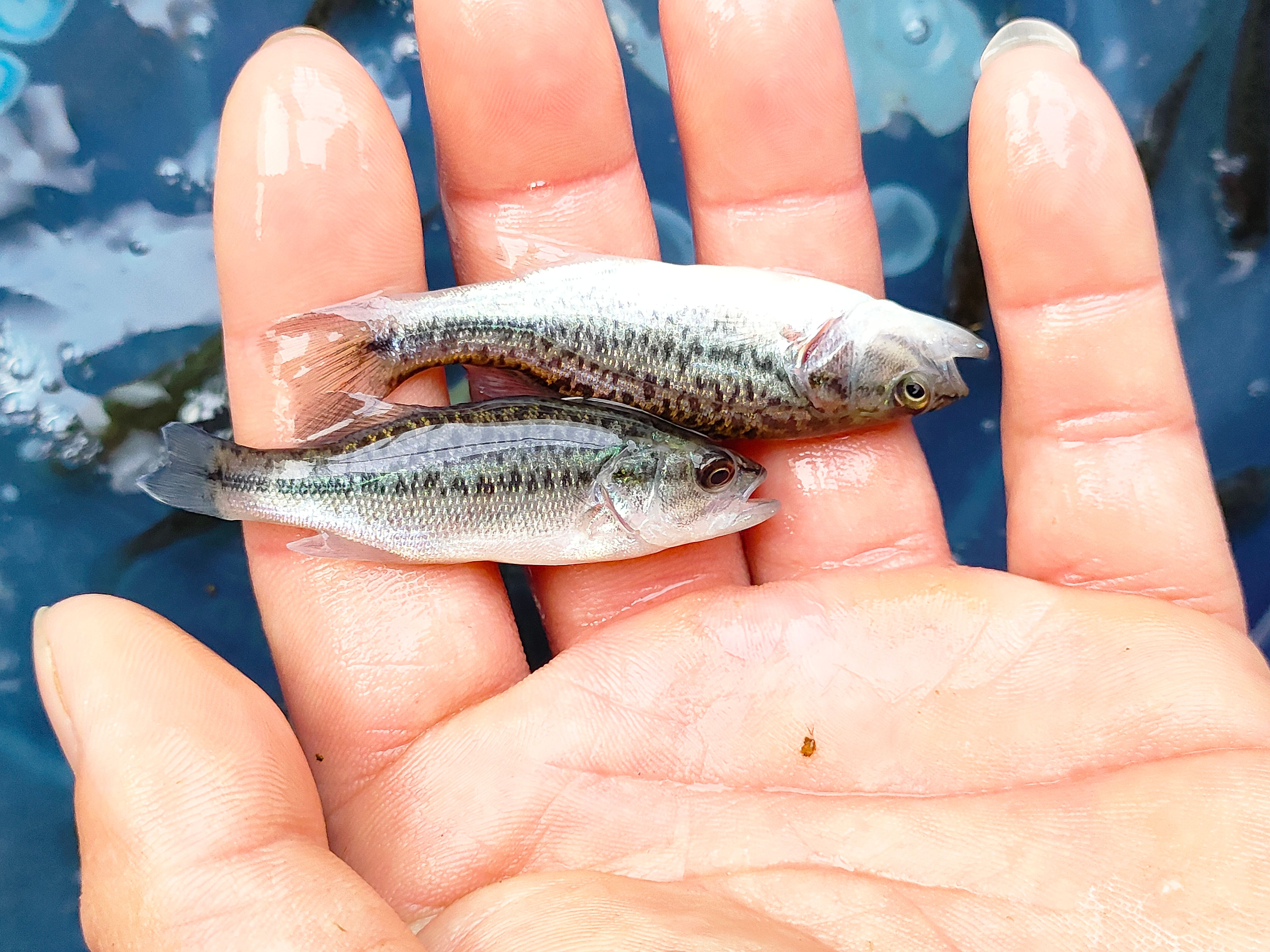 優(yōu)鱸三號(hào)【加州鱸魚苗】馴化吃料苗 大口黑鱸路亞魚苗 鱸魚苗