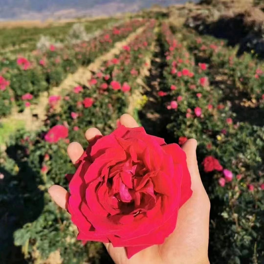 云南斗南欣欣花卉種苗繁育基地