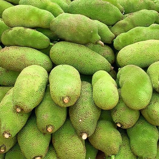 保亭县海南红肉菠萝蜜