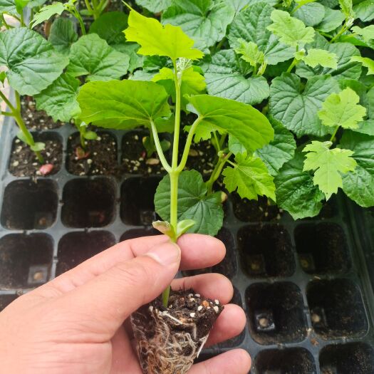 博罗县耐低温，耐热，耐湿，雌花率高，丰产性好，果型棒状，果色亮绿