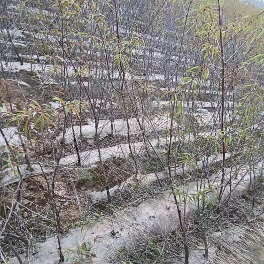 泾源县0.5山桃苗