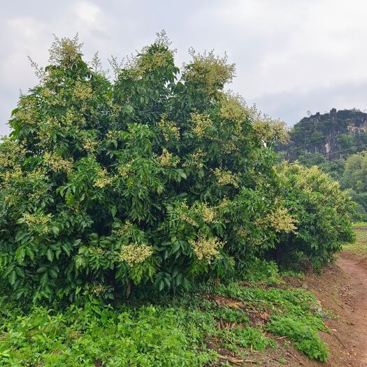 平乐县鸡心黄皮三米高