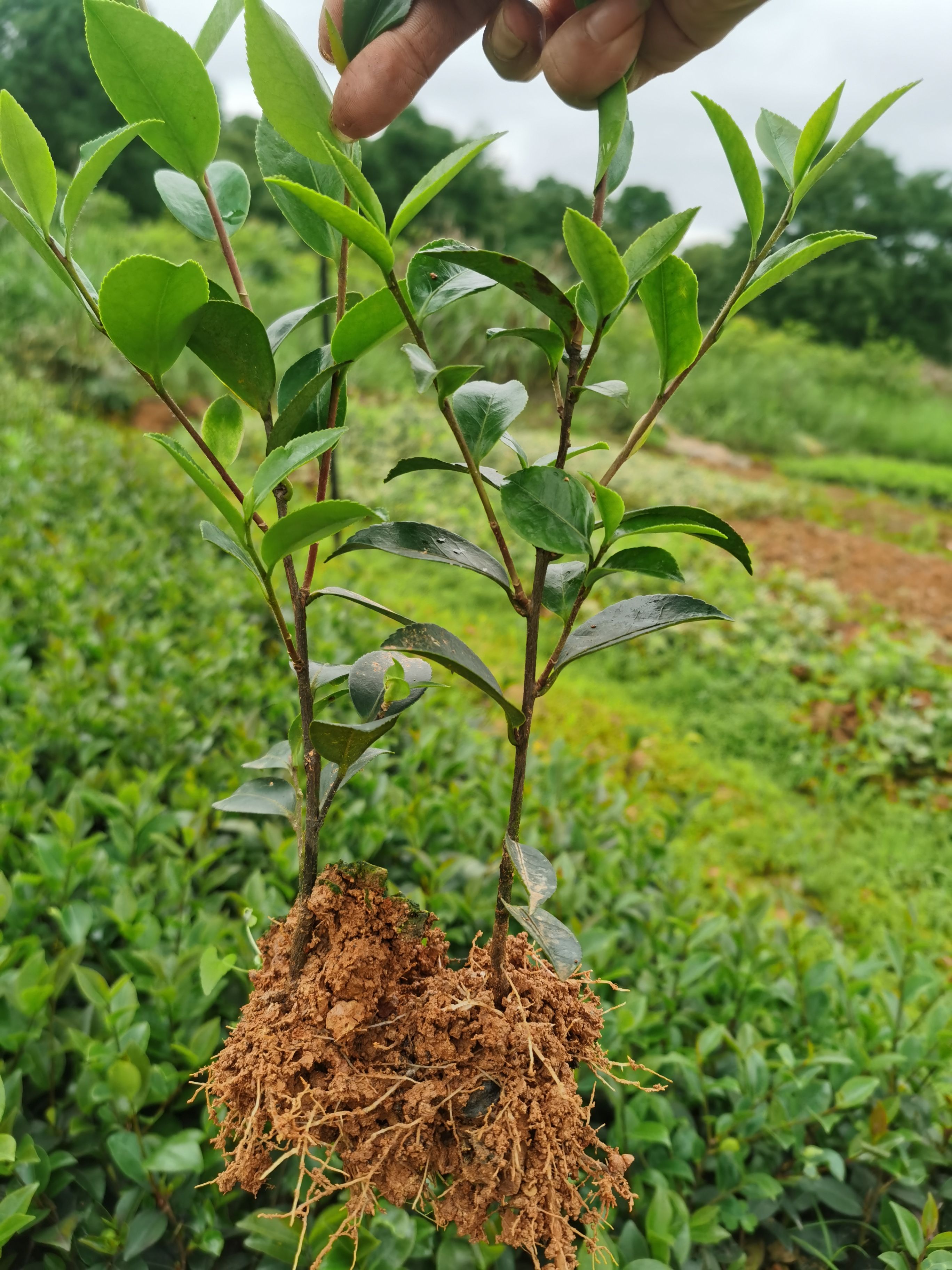 茶梅苗茶梅球绿化工程苗地被苗湖南苗木基地大量供应价格实惠