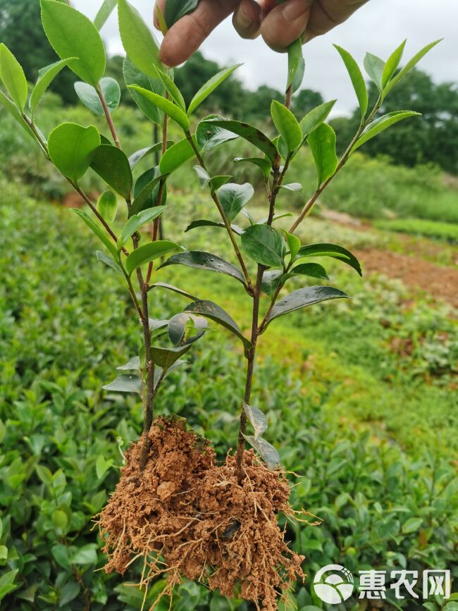 茶梅苗茶梅球绿化工程苗地被苗湖南苗木基地大量供应价格实惠