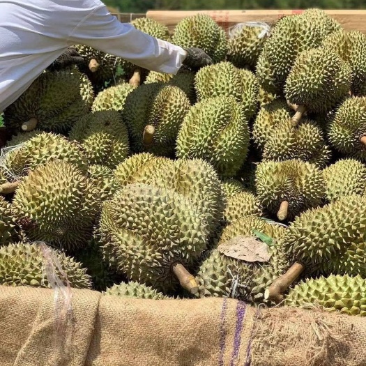 河口县越南金枕