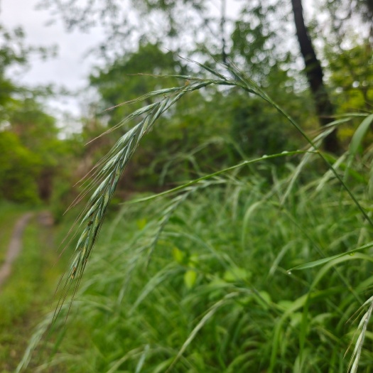 桃源县野麦子（养生，泡茶喝）