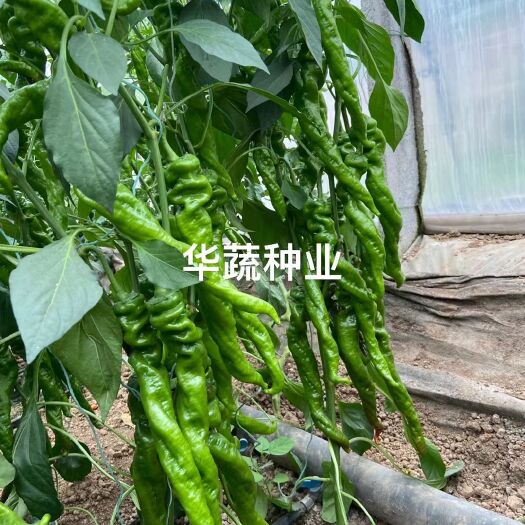 郑州大果型螺丝椒种子   辣味浓  抗病产量高油亮有光泽