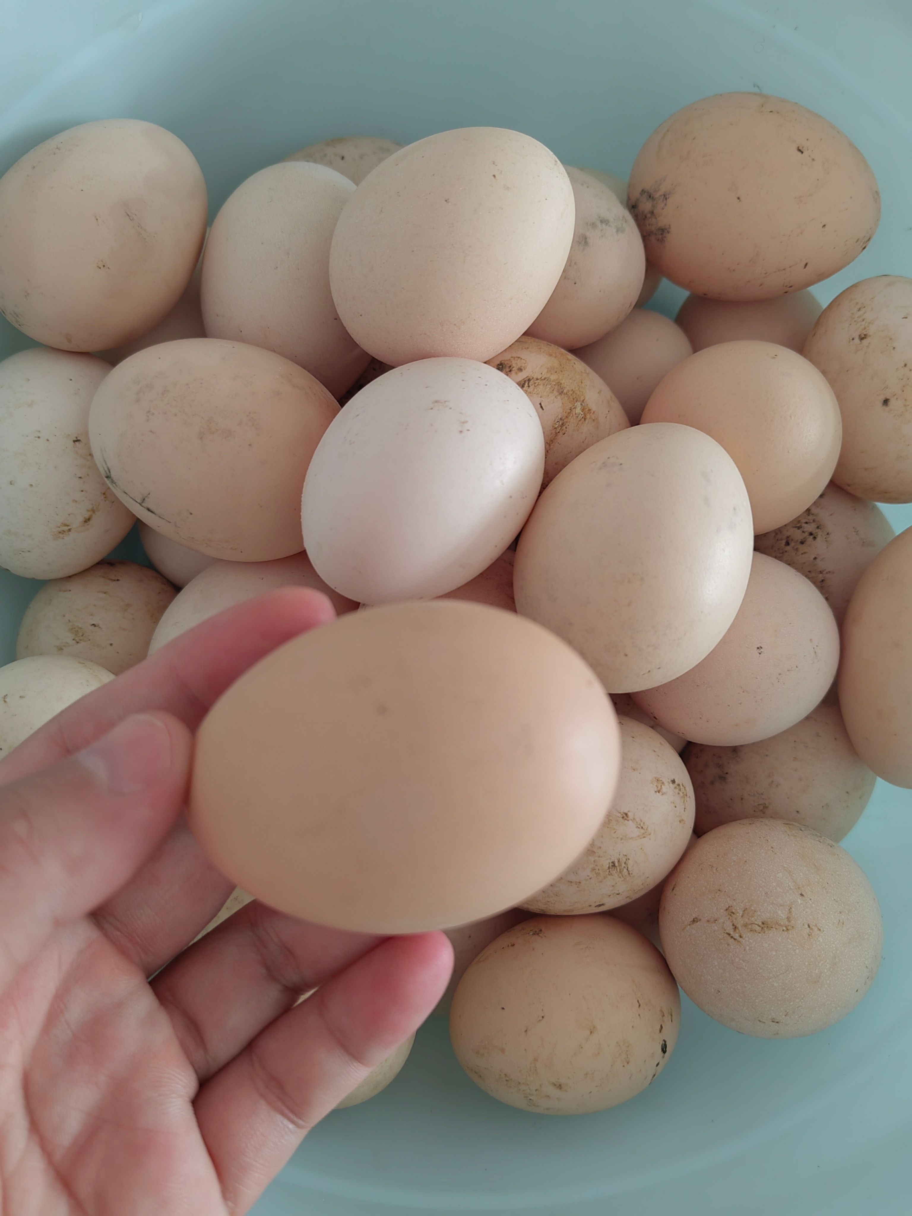 彭水彭水农家自养土鸡蛋（一个月只有60个）