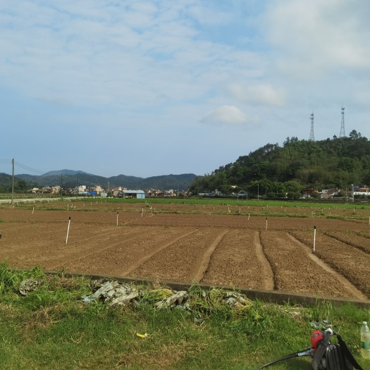 清远蔬菜基地转让