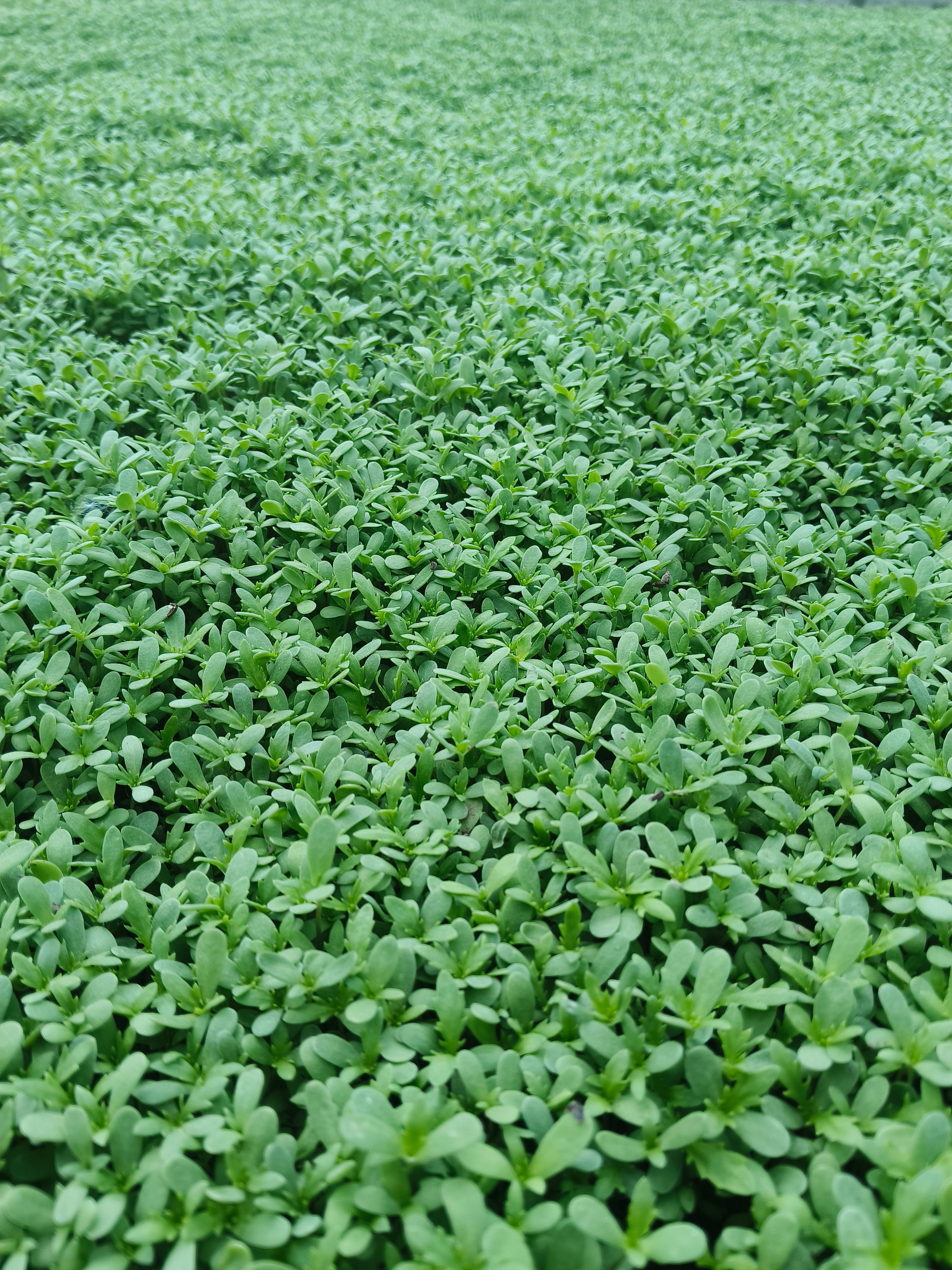 茼心苗，茼蒿苗，特菜。